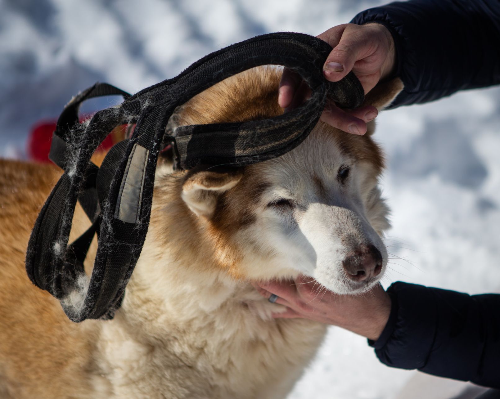 Snow treat for sled dog team